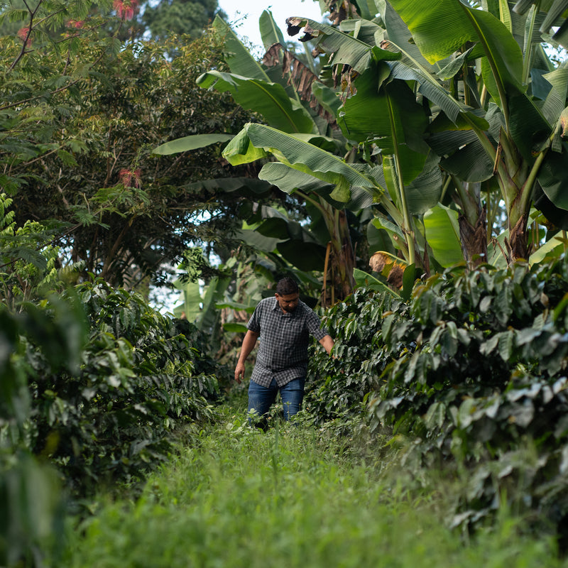 Finca Maria Bonita, "Beautiful Maria"