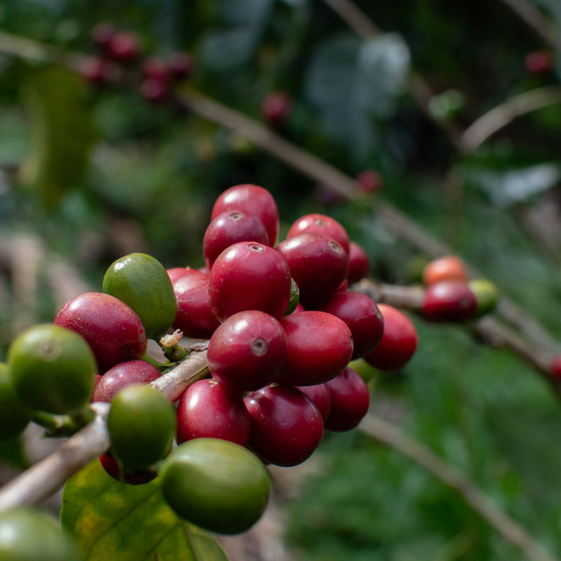 A farm that is not only sustainable, but thriving. 