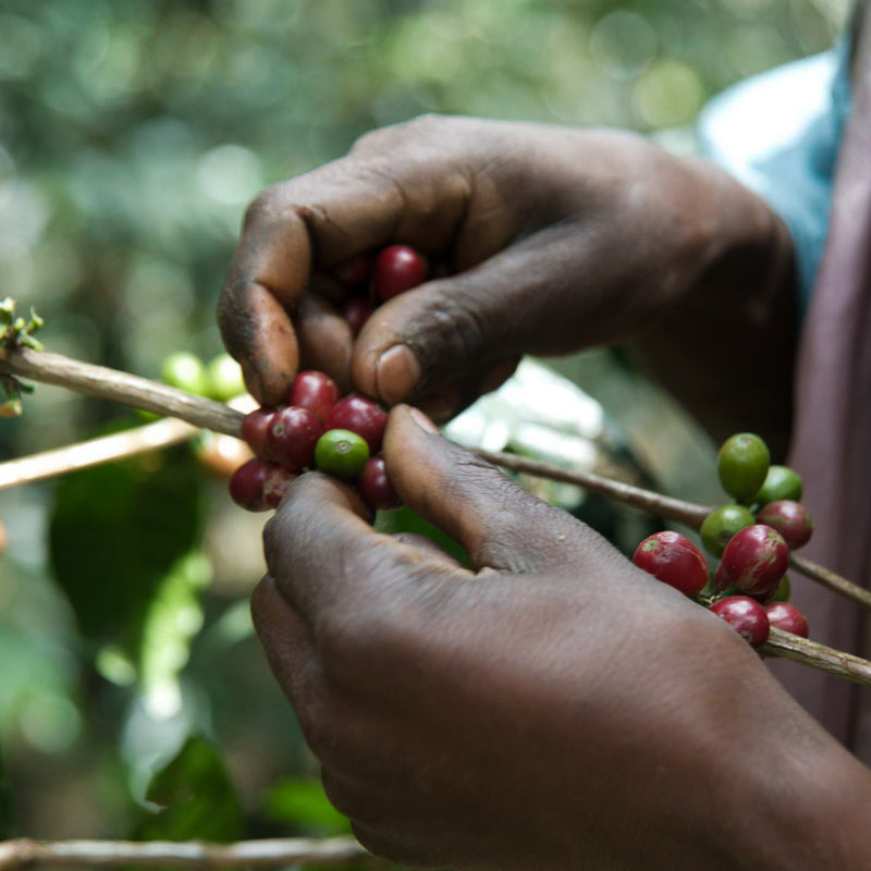 One of our key Ethiopian partners since 2010. 