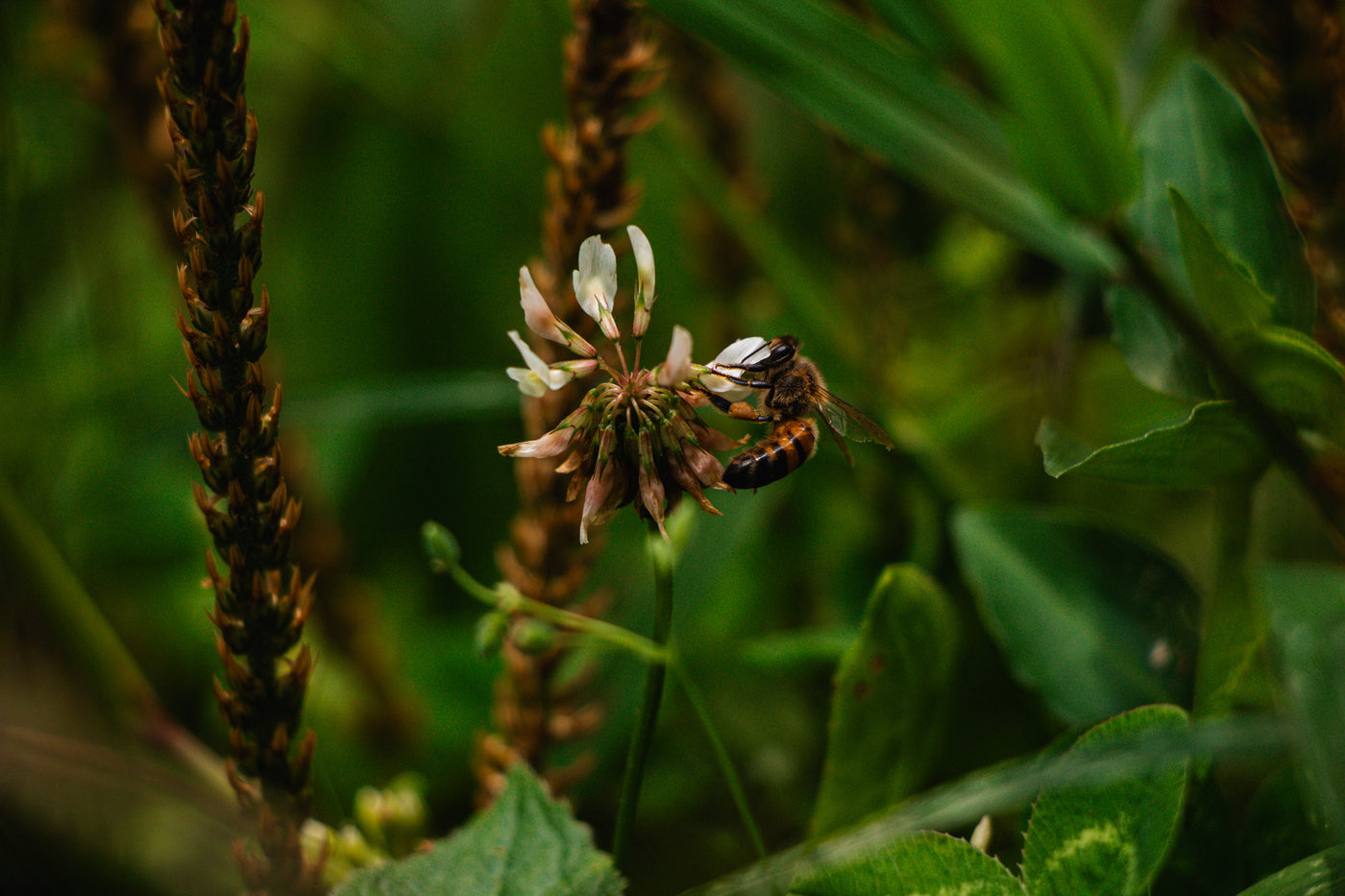 The Future of Coffee