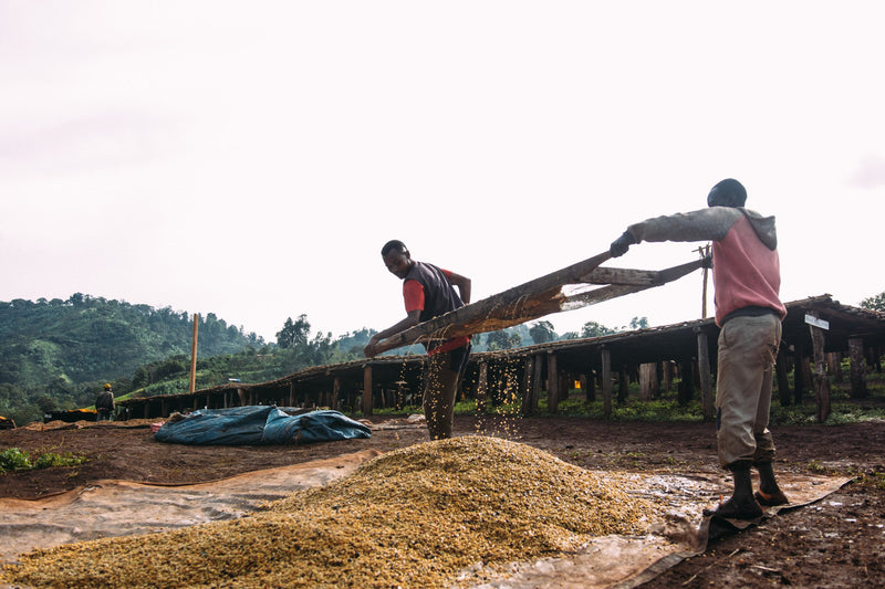 New Season Ethiopian Coffee