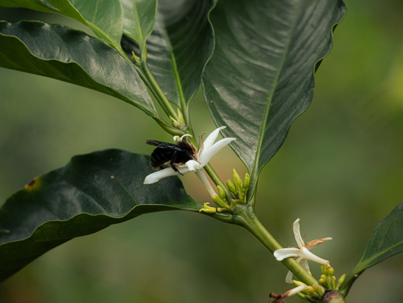 Learn More About Regenerative Organic Certification