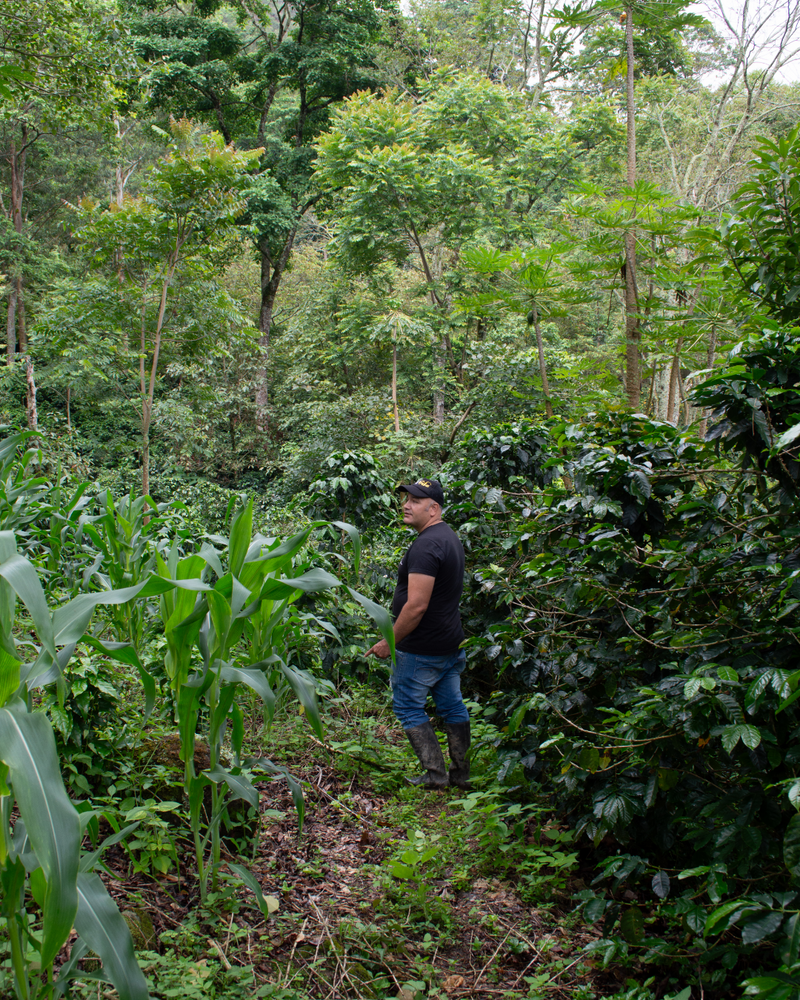 Victor Gutierrez is one of Tolima's leading processing and cultivation experts, passing on his knowledge to the next generation.