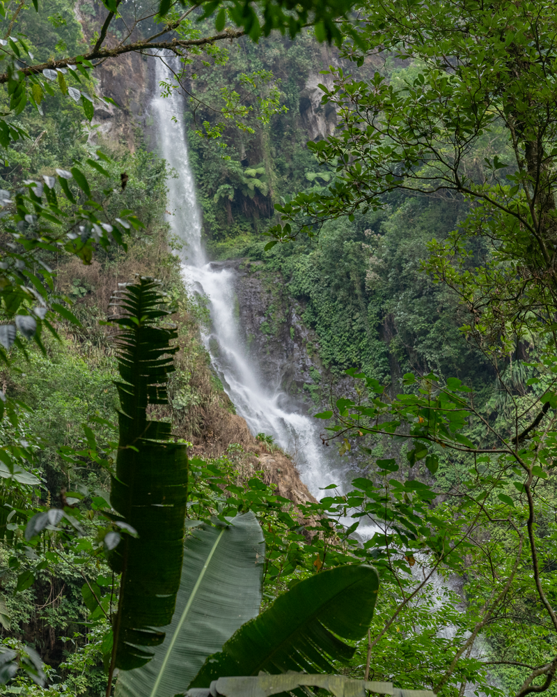 “Work and effort, based on sustainable practices, are the keys to achieving excellent coffee.” - Sebastian Campos